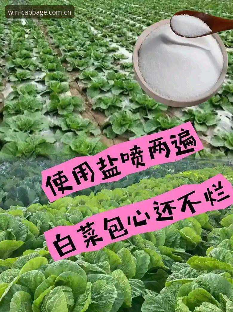 冠军白菜网论坛 为什么说冠军白菜网论坛是2024年最值得关注的互动平台?